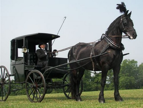 freisian4sale2